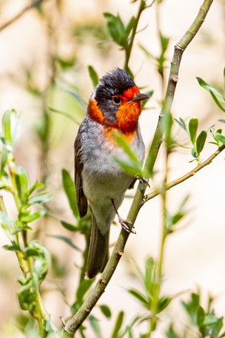 Red-faced Warbler - ML619515969