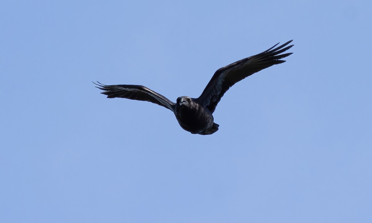 Common Raven - ML619515984