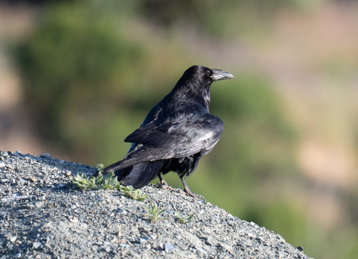 Common Raven - ML619515988