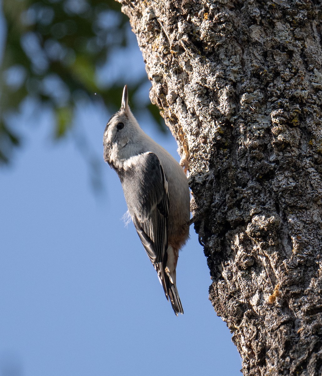 White-breasted Nuthatch - ML619515994