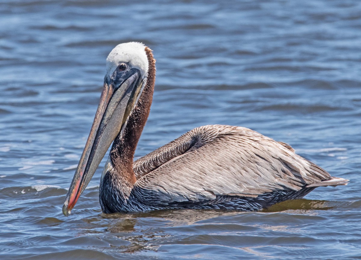pelikán hnědý - ML619516006