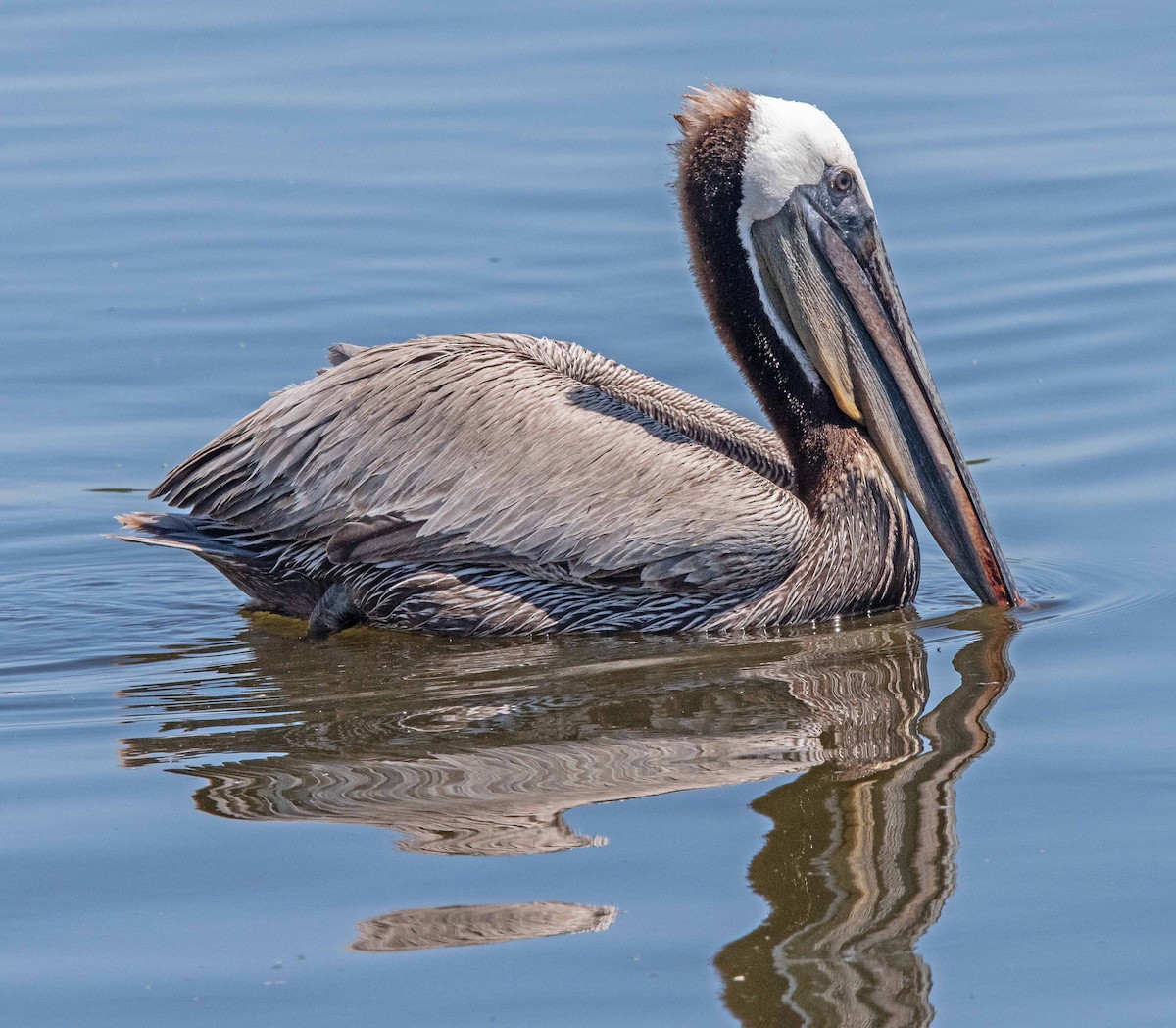 pelikán hnědý - ML619516007