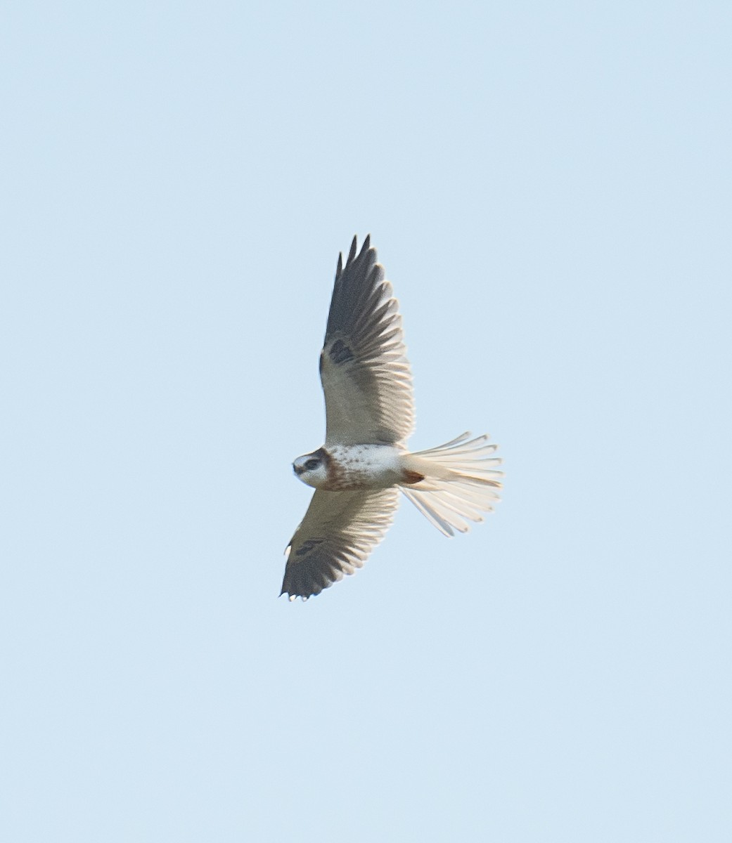 White-tailed Kite - ML619516054