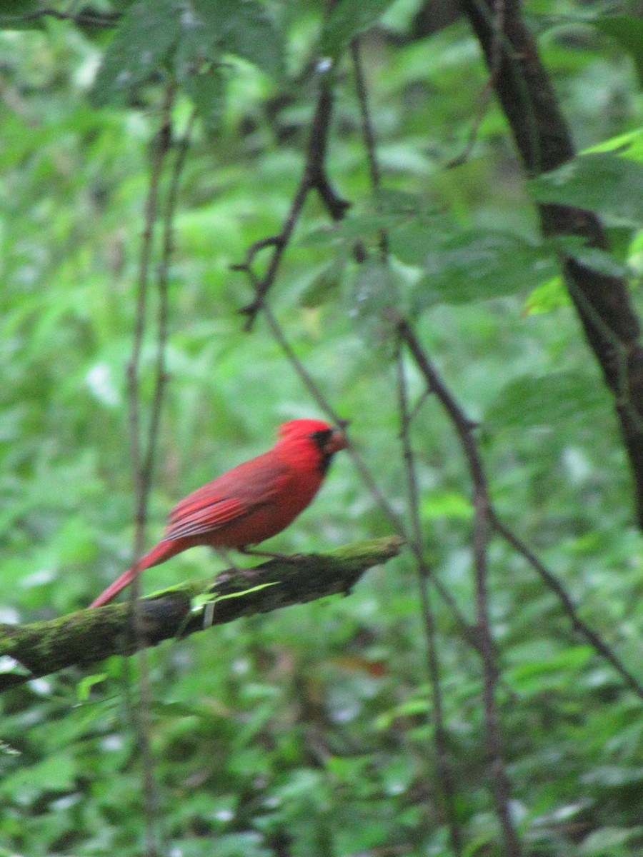 Cardinal rouge - ML619516061