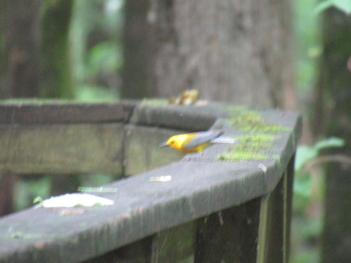 Prothonotary Warbler - ML619516065