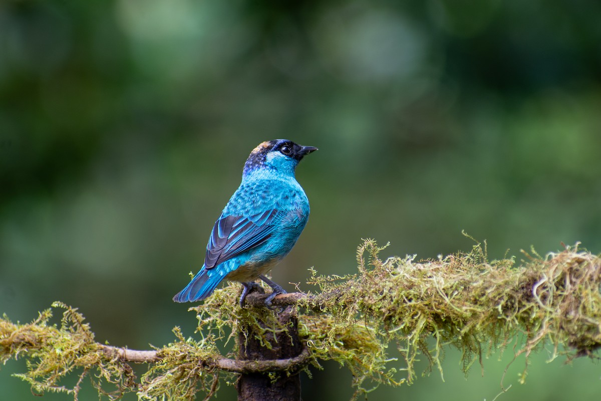 Golden-naped Tanager - ML619516074
