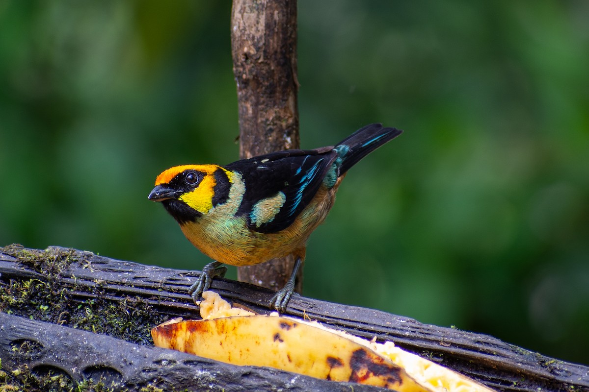 Flame-faced Tanager - ML619516077