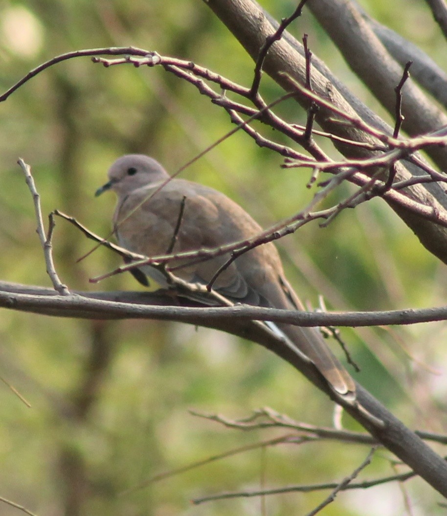 Laughing Dove - ML619516128