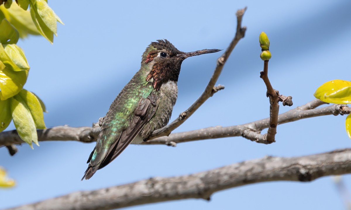 Anna's Hummingbird - ML619516224
