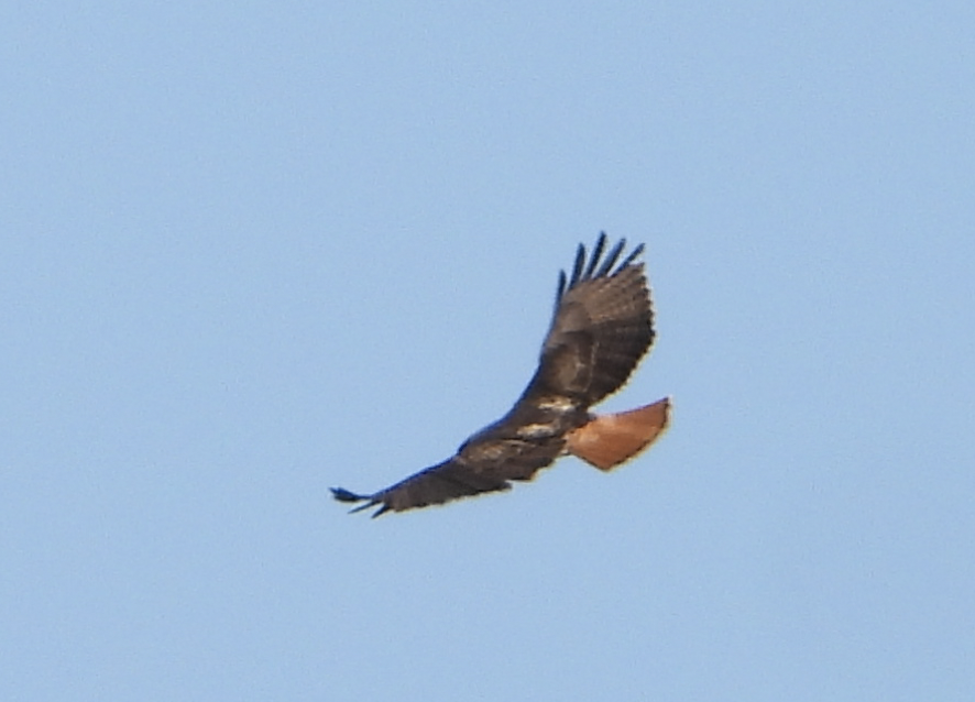Red-tailed Hawk - ML619516226