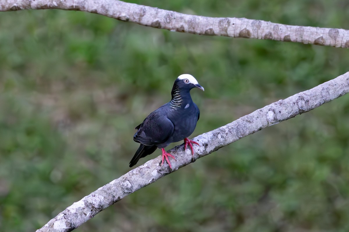 White-crowned Pigeon - ML619516308