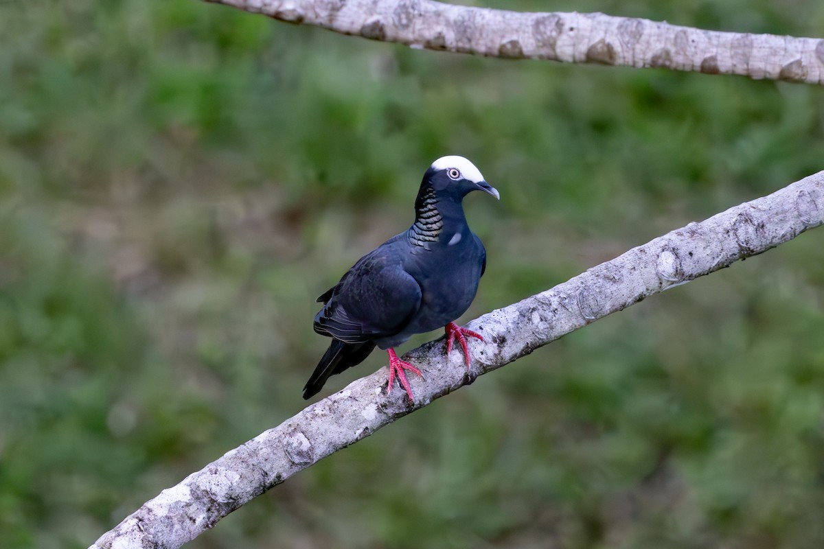 White-crowned Pigeon - ML619516309