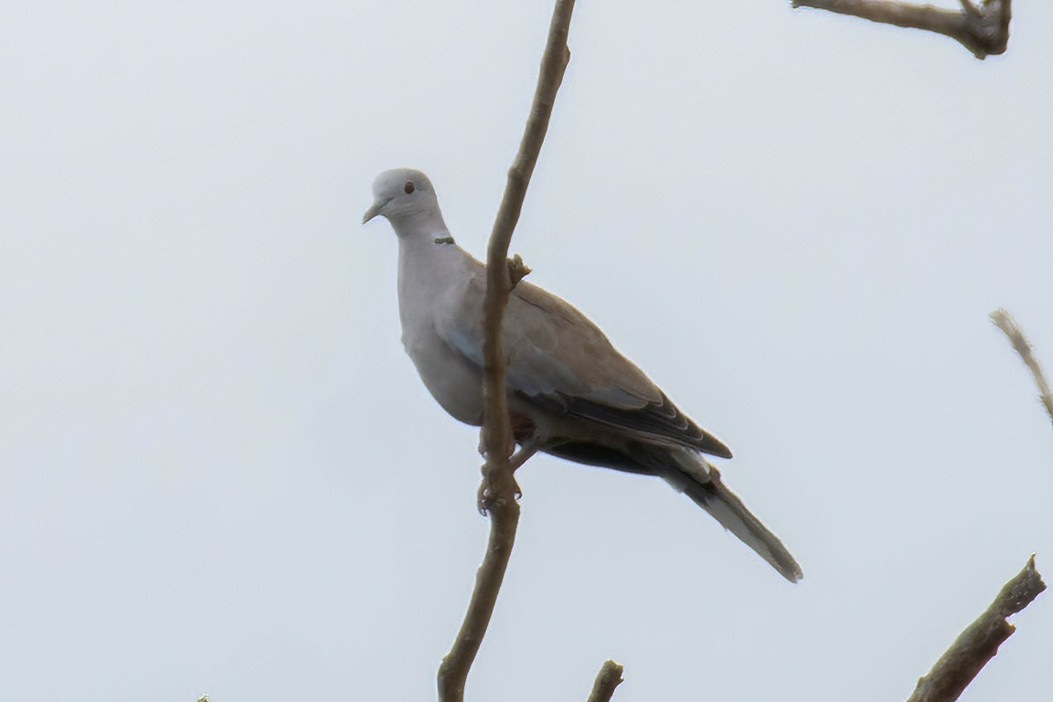 Eurasian Collared-Dove - ML619516327