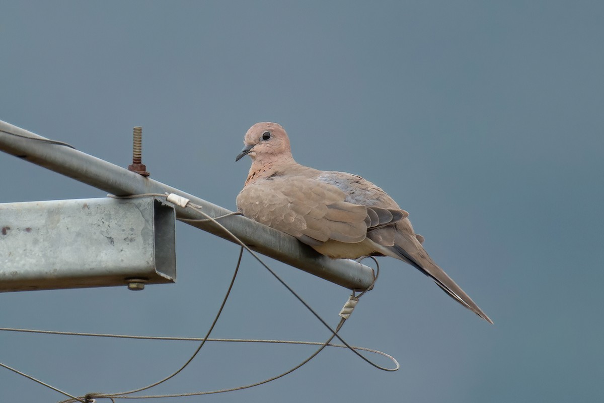 Laughing Dove - ML619516332