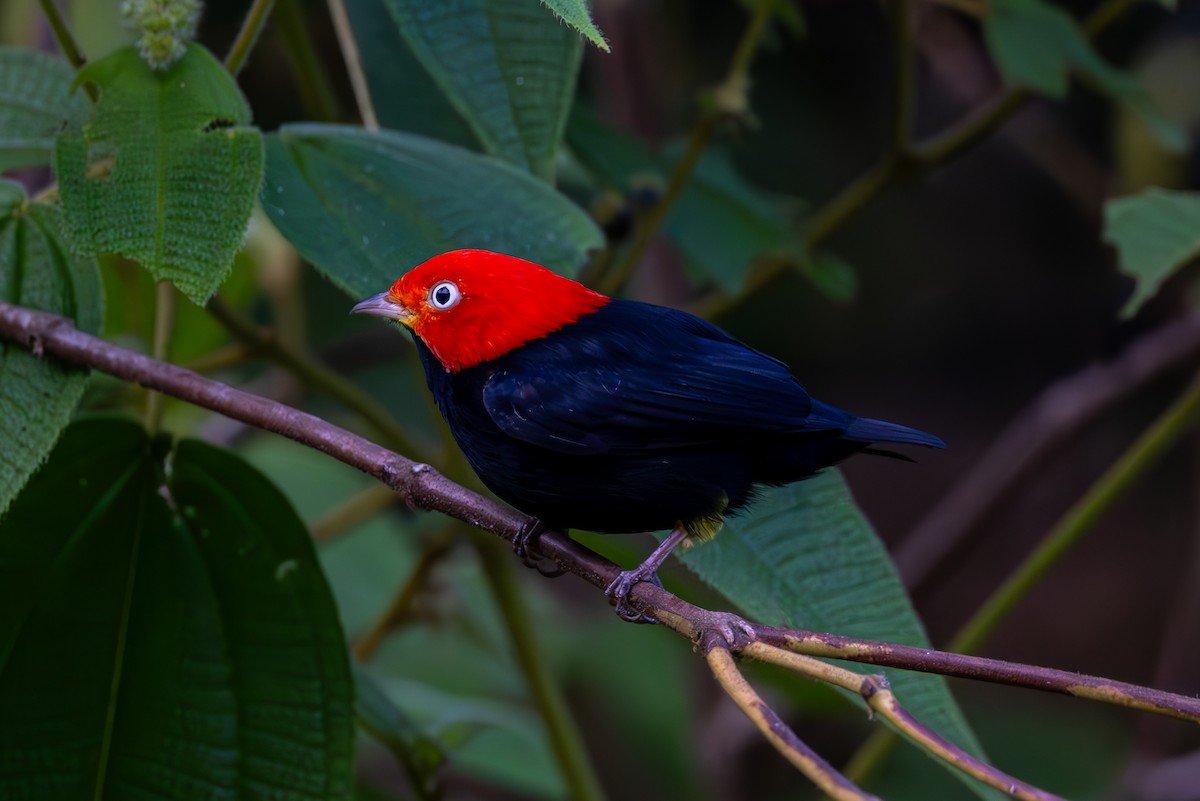 Red-capped Manakin - ML619516364