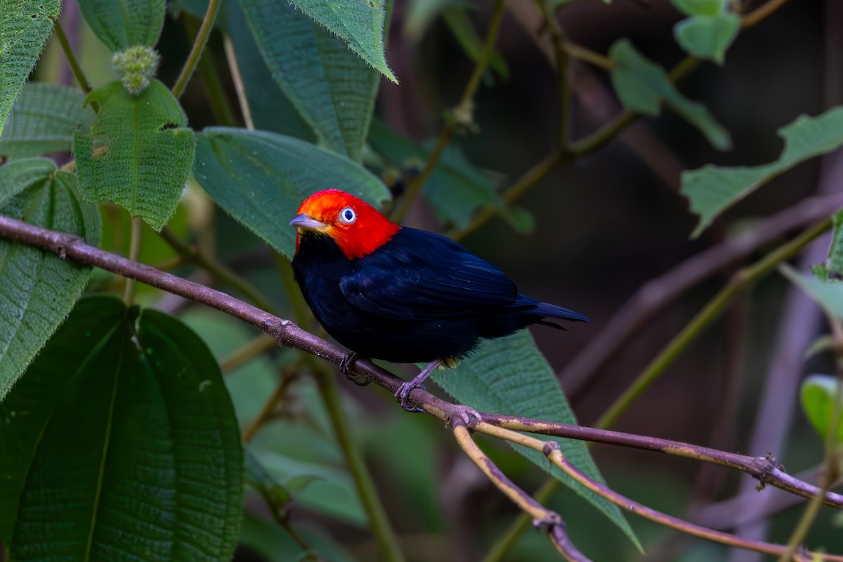 Red-capped Manakin - ML619516366