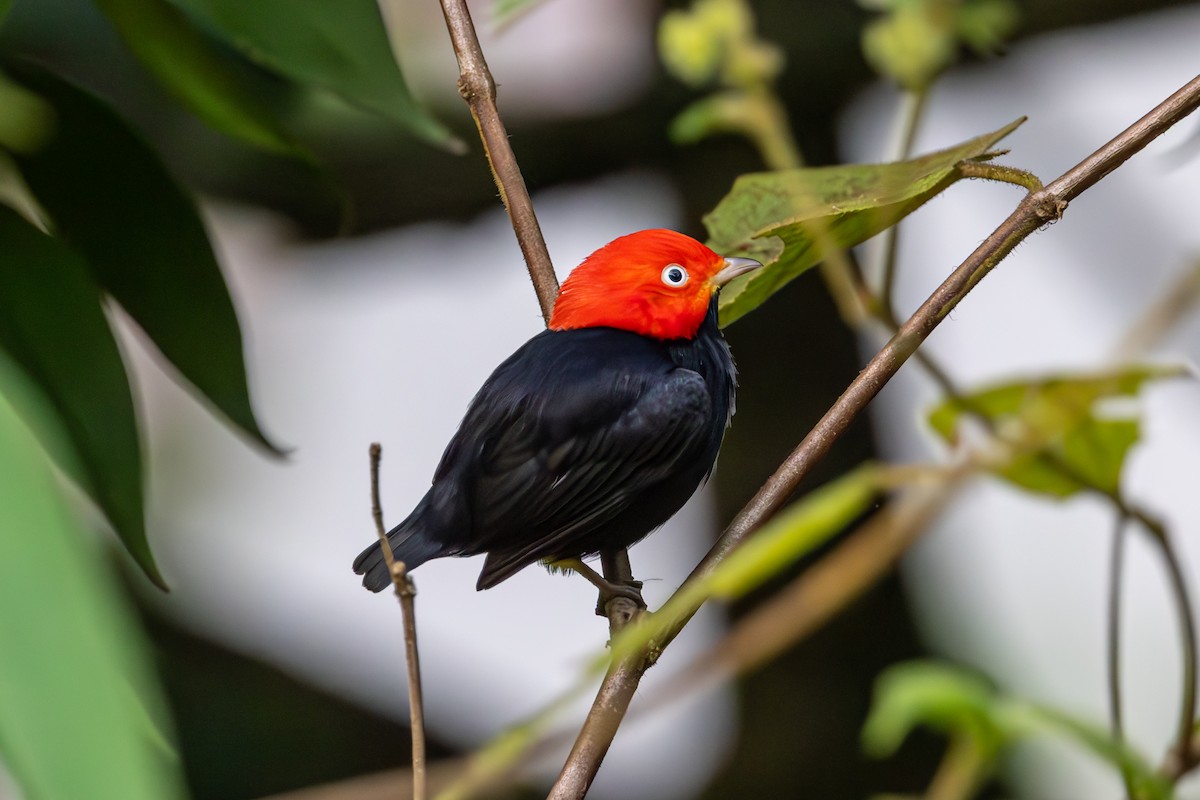 Red-capped Manakin - ML619516367