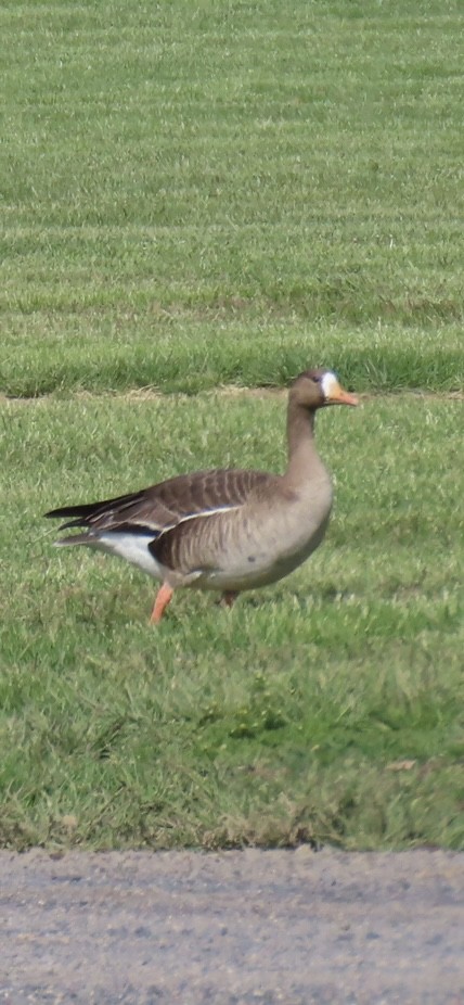 Greater White-fronted Goose - ML619516372