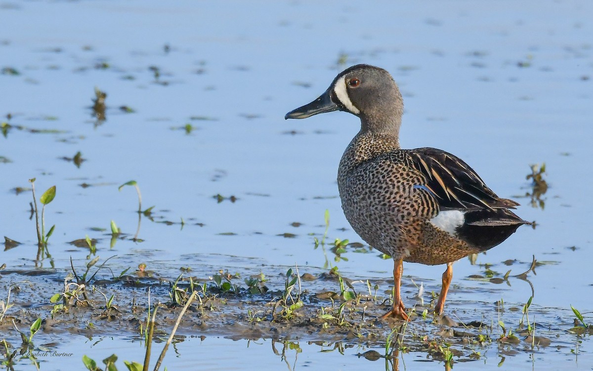 Blue-winged Teal - ML619516377