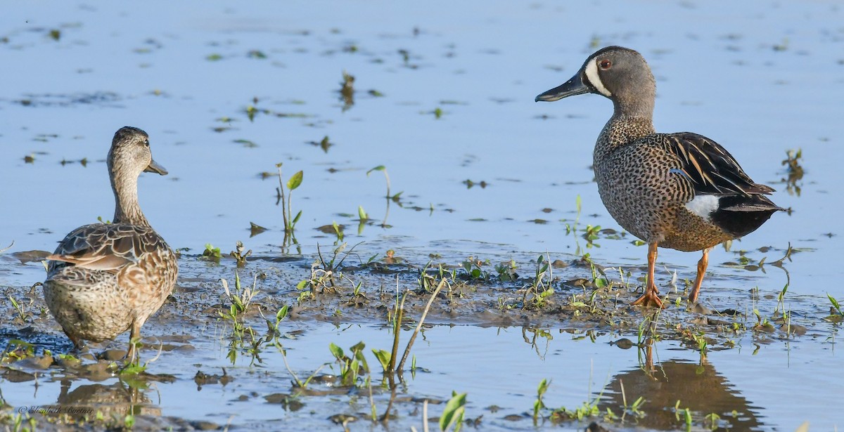 Blue-winged Teal - ML619516378