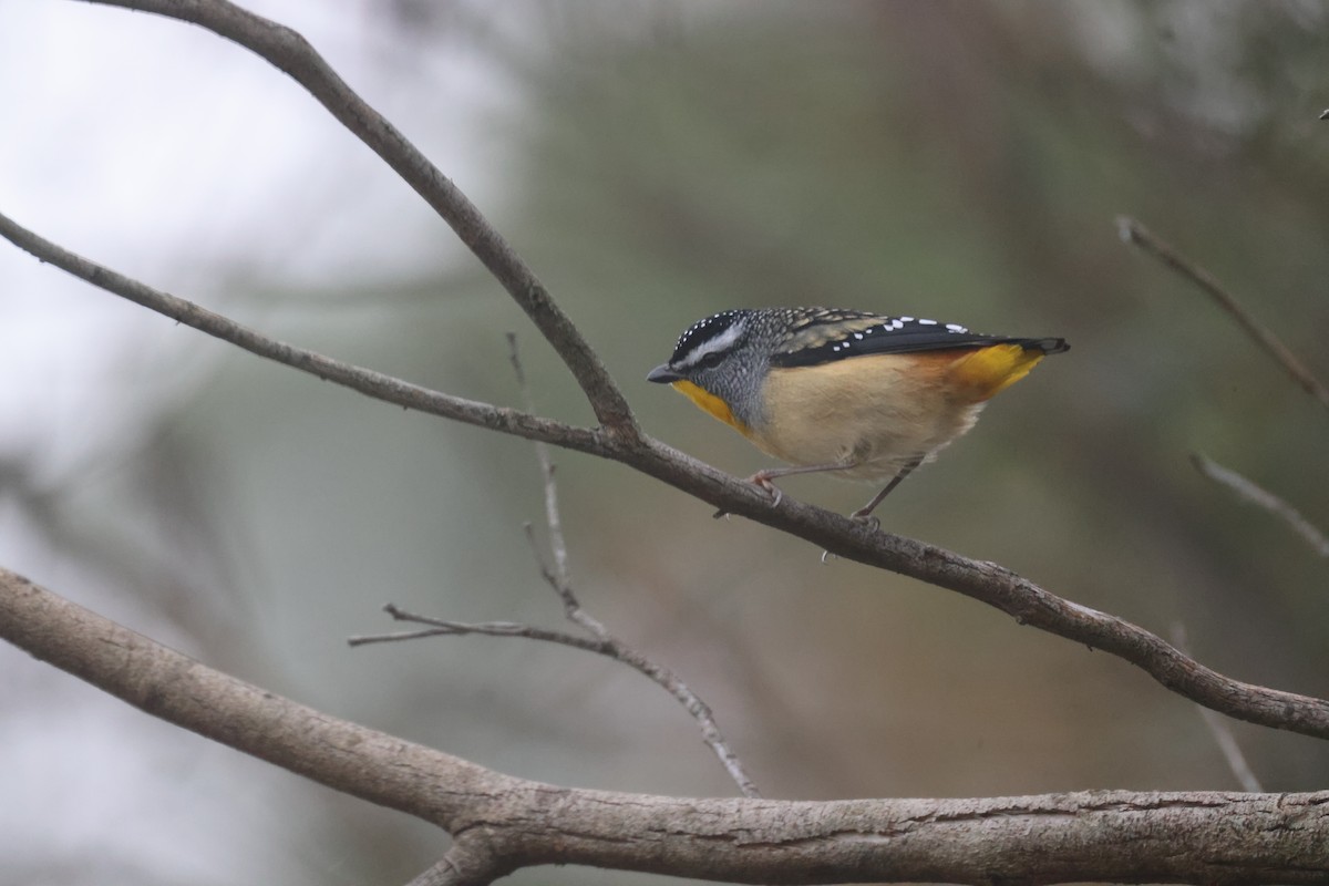 Spotted Pardalote - ML619516383