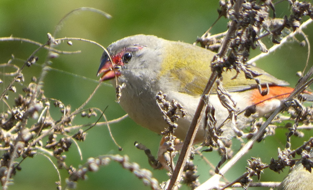Red-browed Firetail - ML619516390