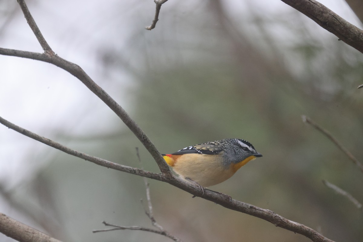Spotted Pardalote - ML619516401