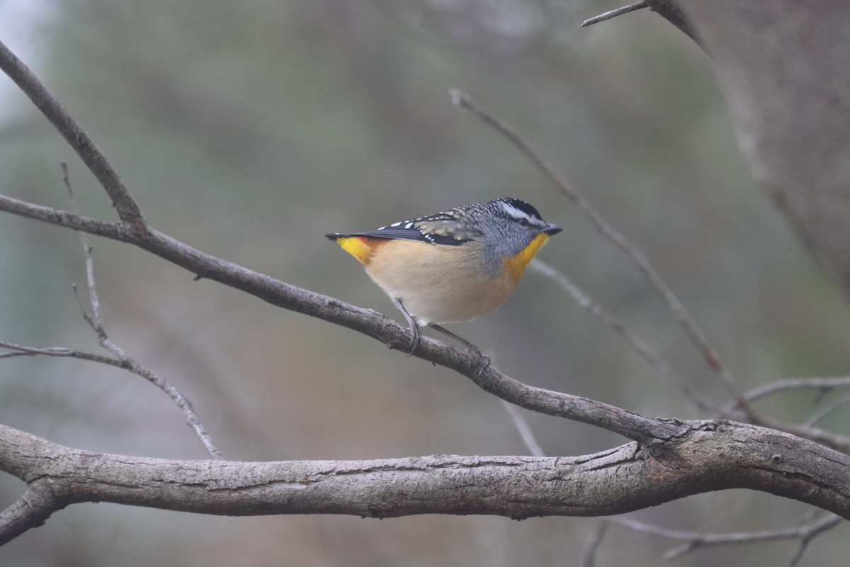Spotted Pardalote - ML619516409