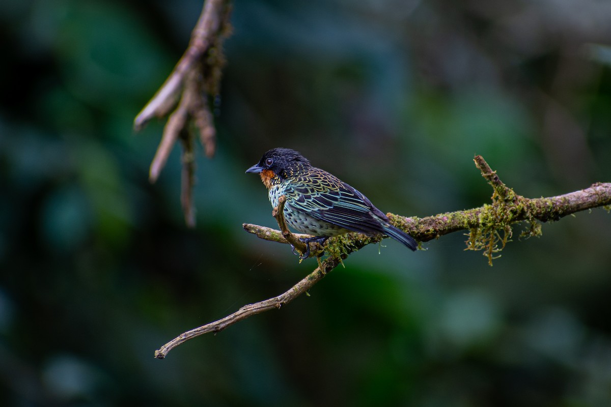 Rufous-throated Tanager - ML619516411