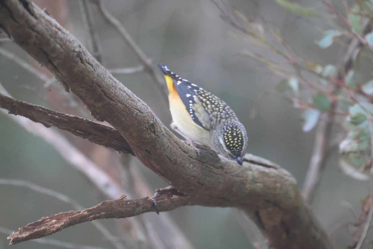 Spotted Pardalote - ML619516438