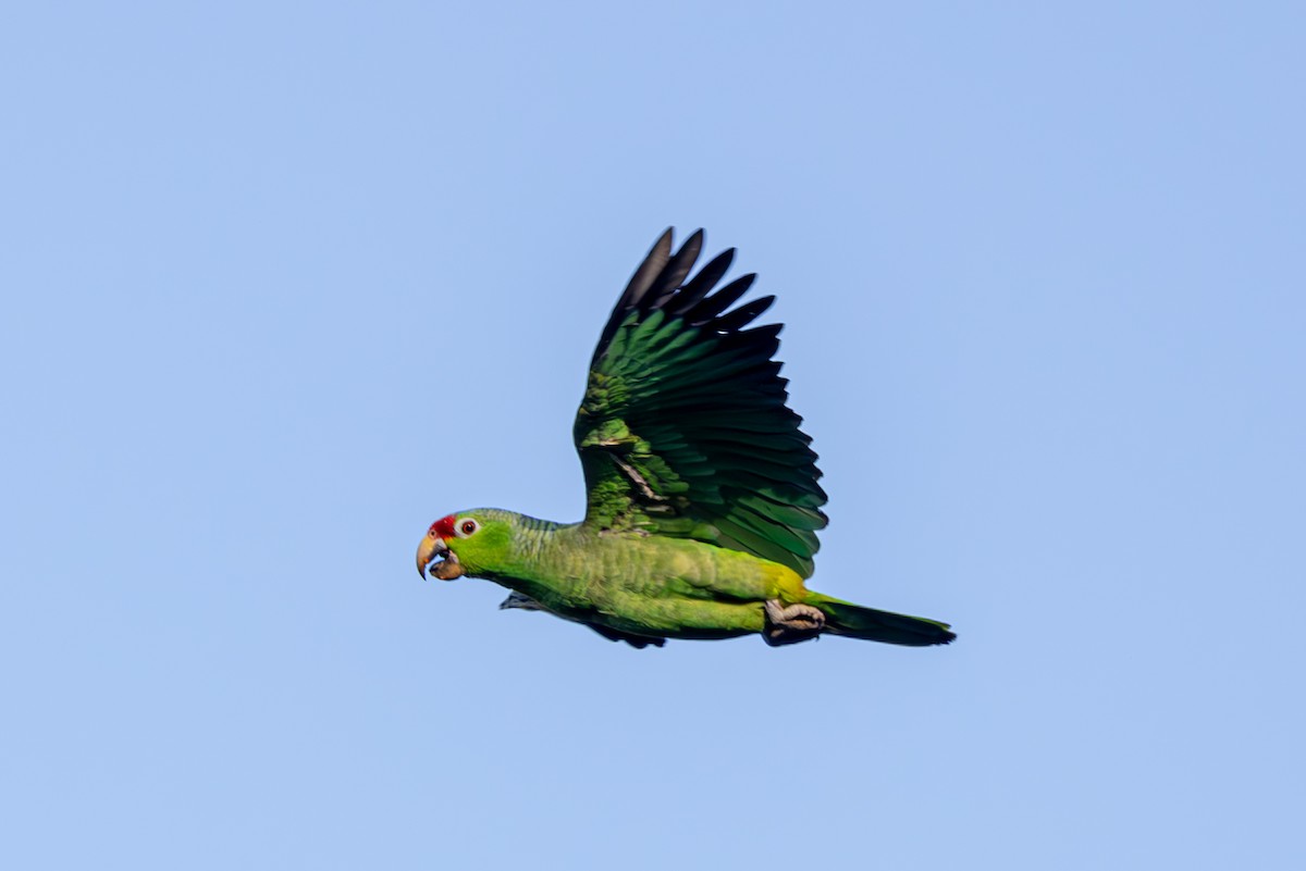 Red-lored Parrot - ML619516441