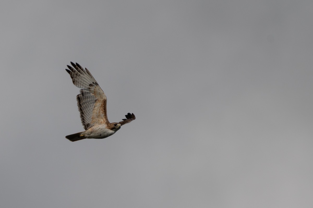 Red-tailed Hawk - ML619516458