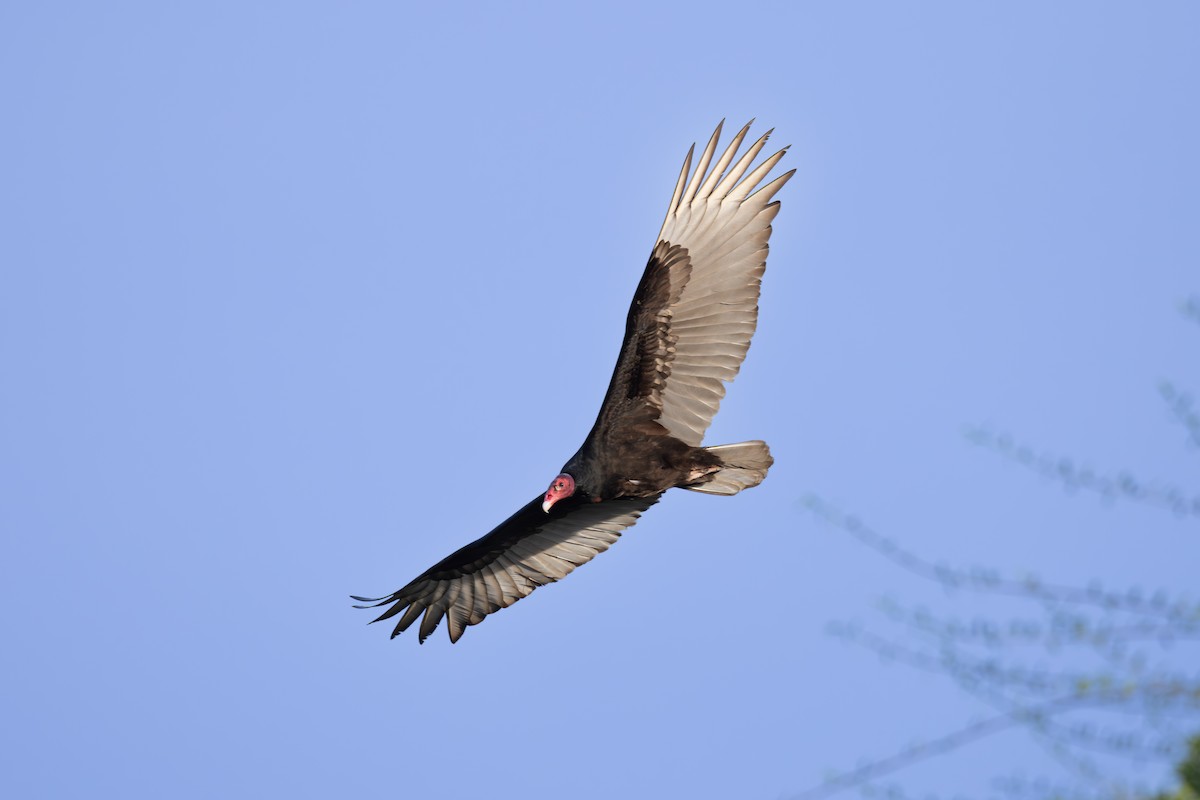 Turkey Vulture - ML619516459