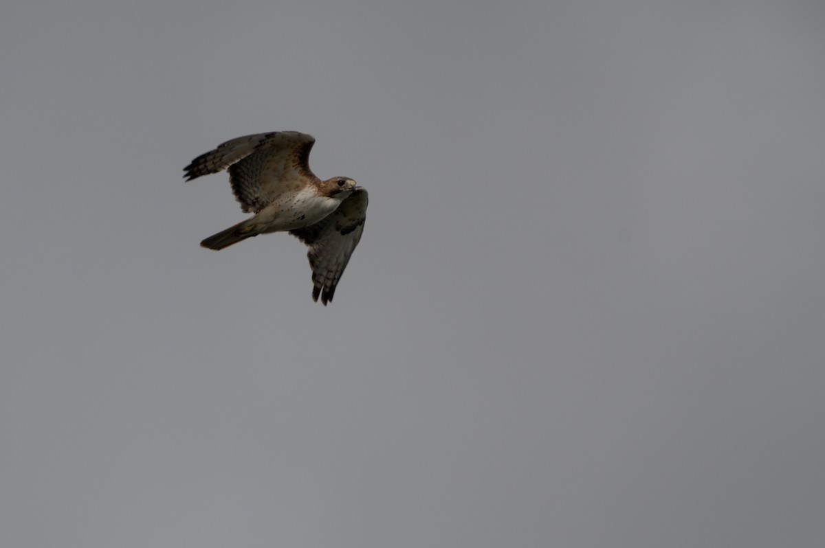 Red-tailed Hawk - ML619516460