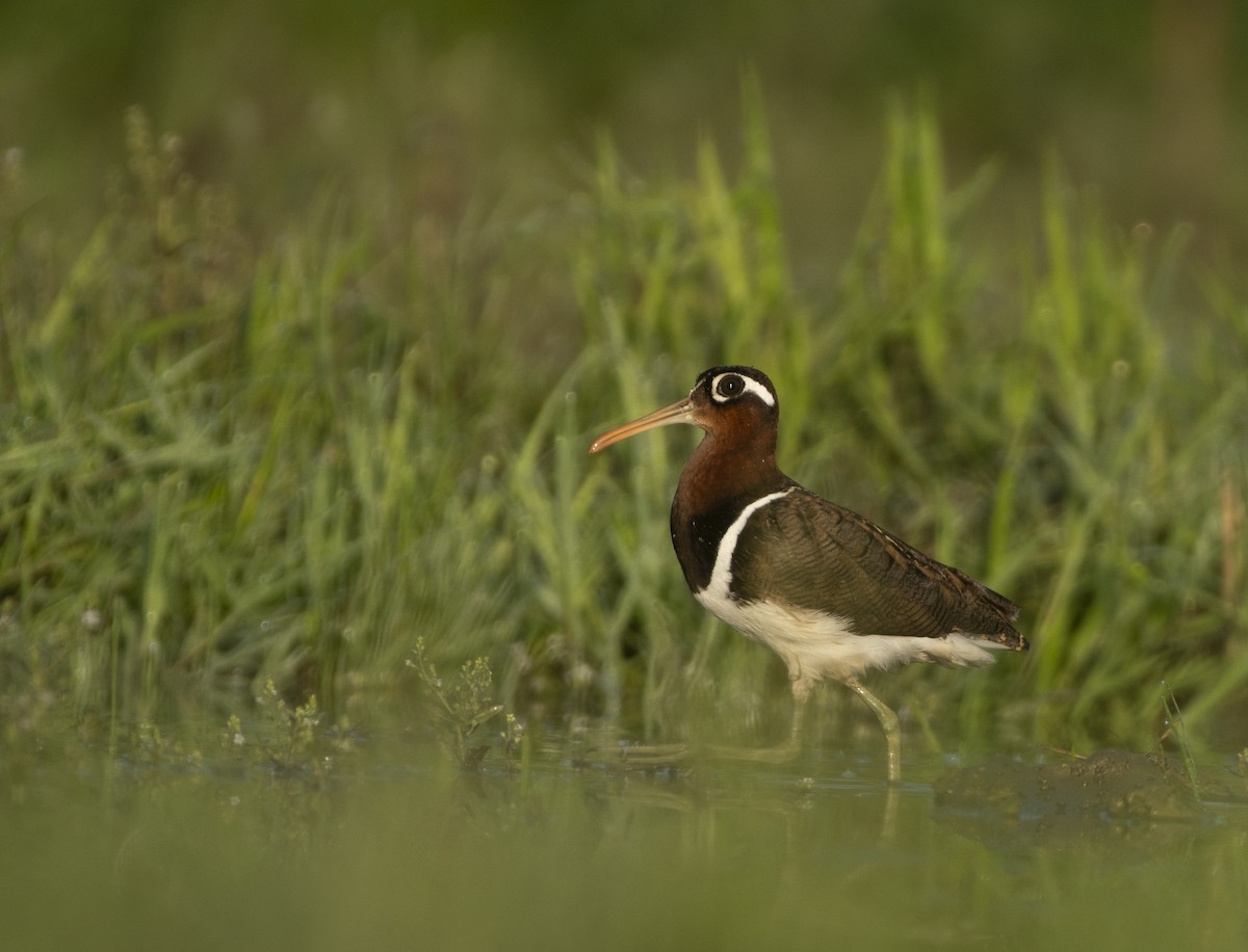 Greater Painted-Snipe - ML619516466