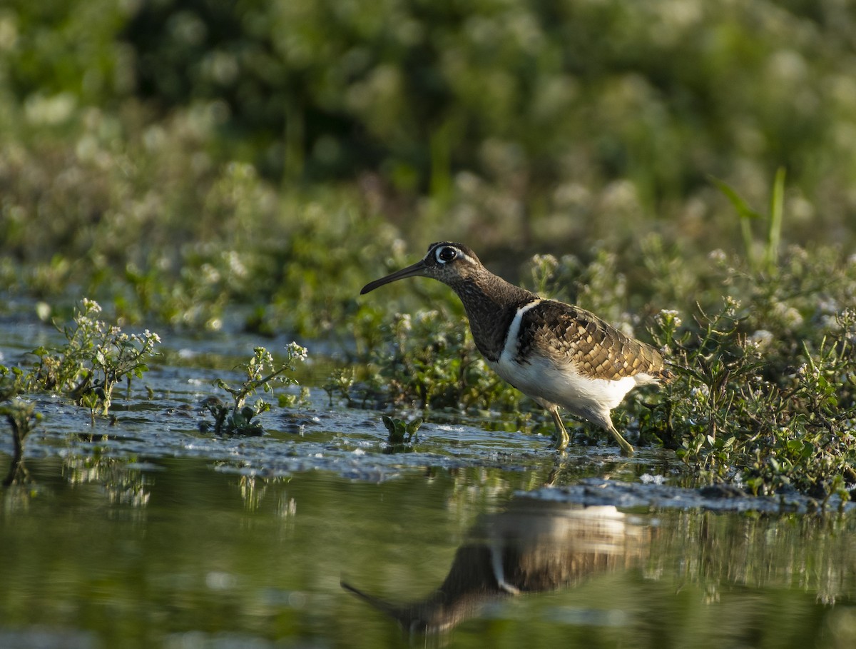 Greater Painted-Snipe - ML619516471