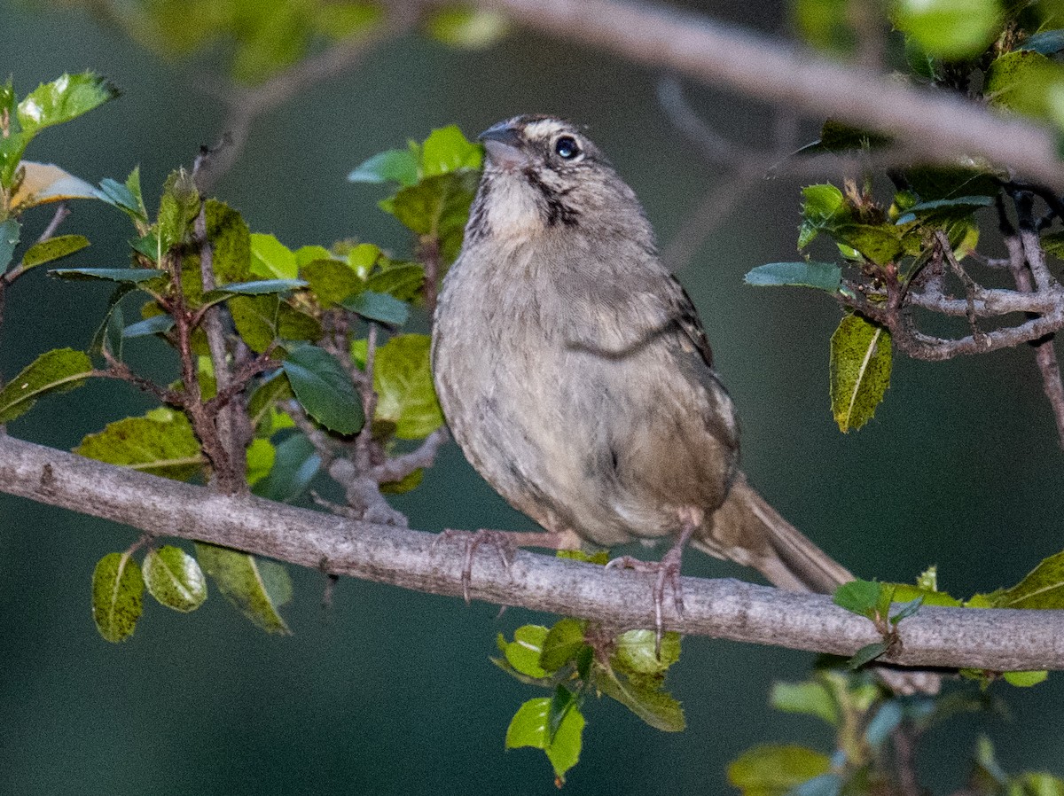 Rufous-crowned Sparrow - ML619516516