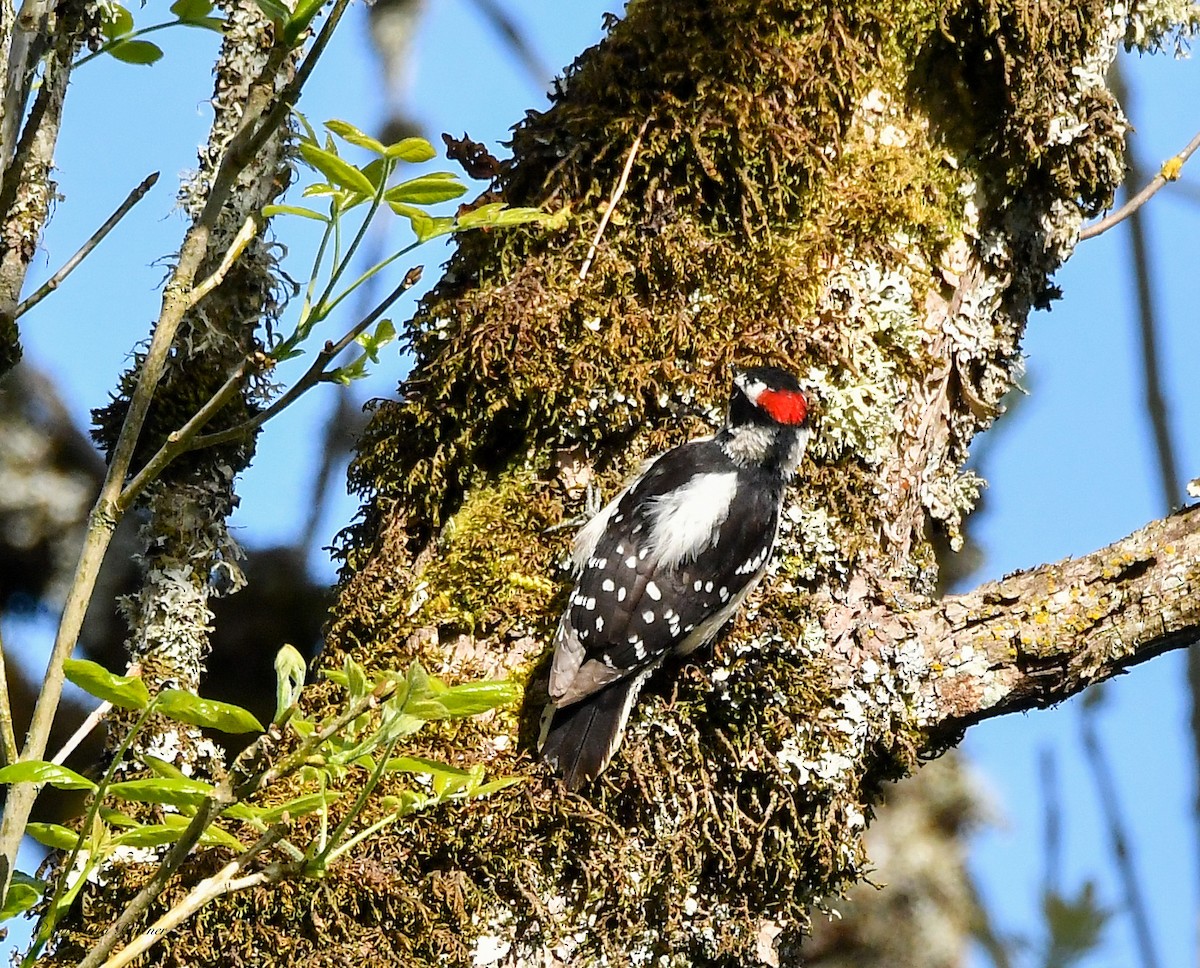 Downy Woodpecker - ML619516533