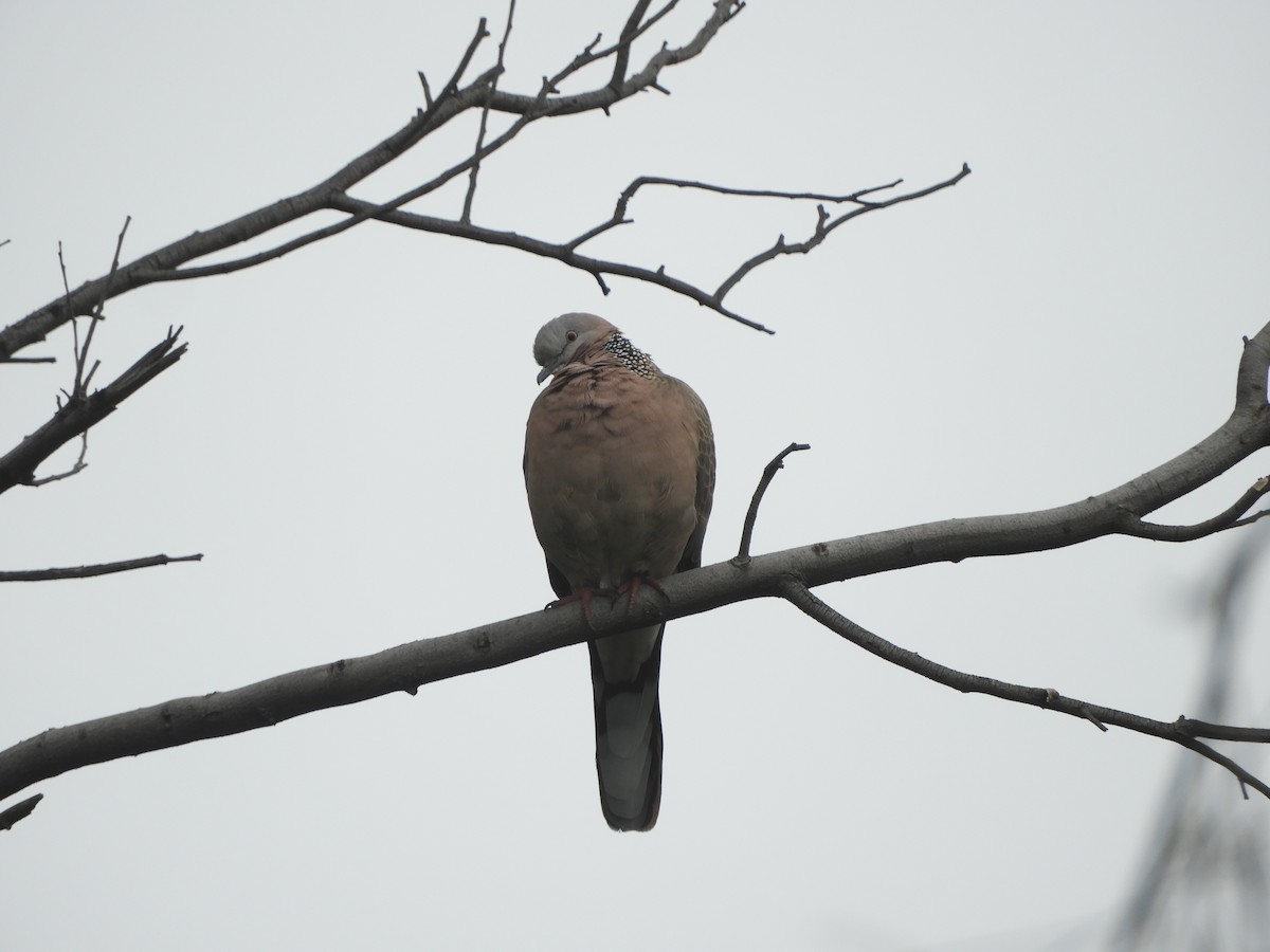 Spotted Dove - ML619516572