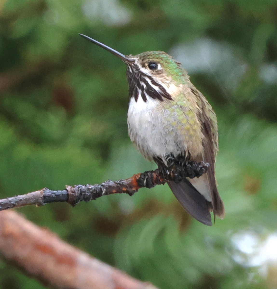 Calliope Hummingbird - ML619516588