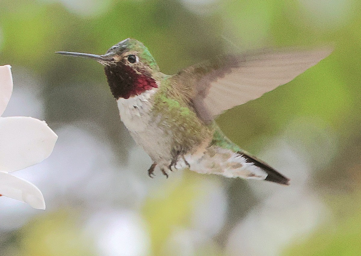 Broad-tailed Hummingbird - ML619516596