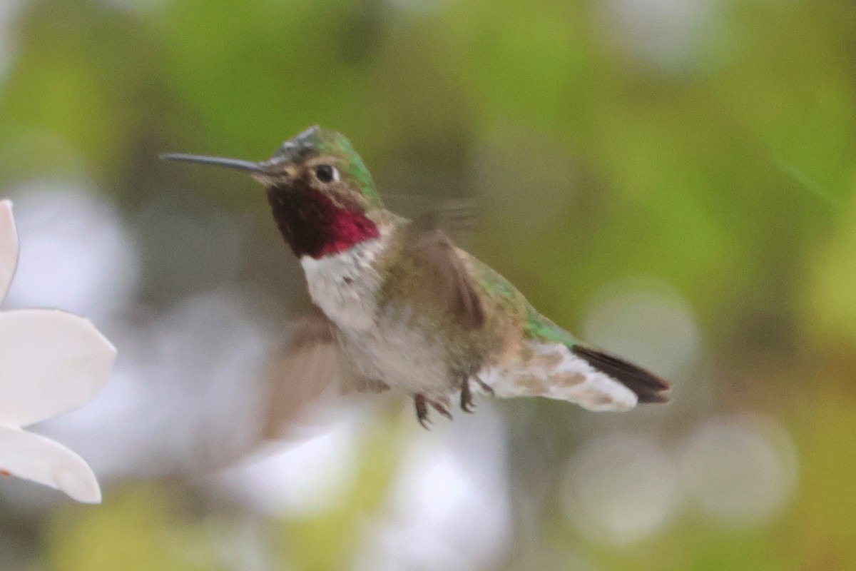 Broad-tailed Hummingbird - ML619516621