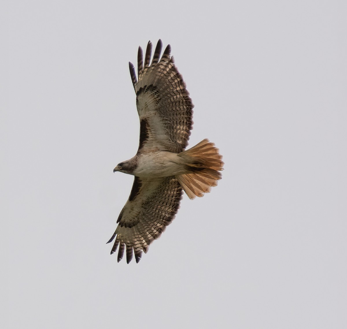Red-tailed Hawk - ML619516626