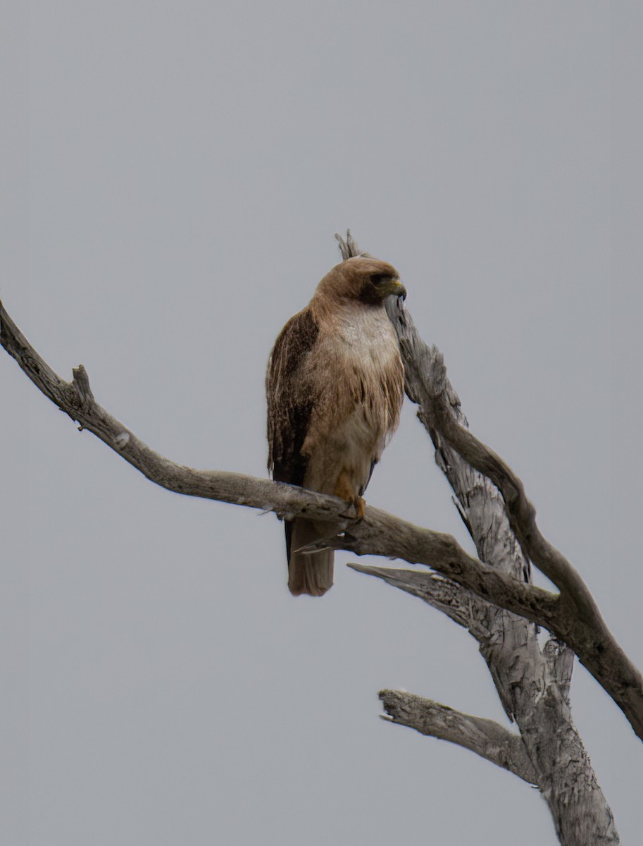 Red-tailed Hawk - ML619516628
