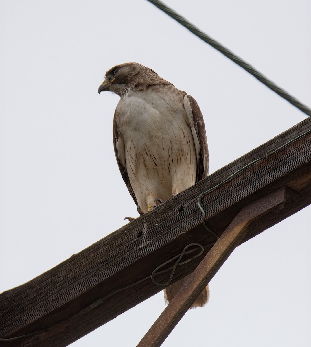 Red-tailed Hawk - ML619516630