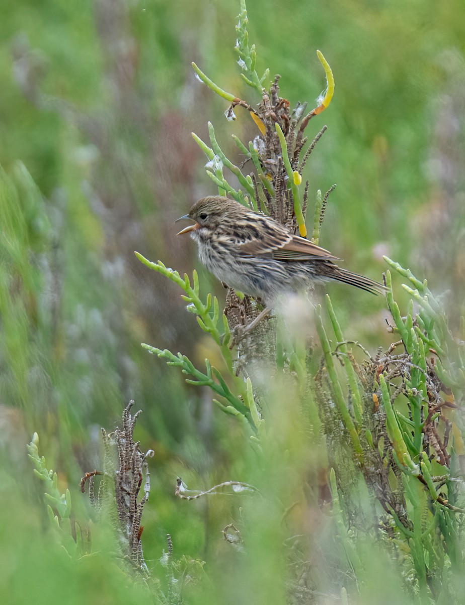Savannah Sparrow (Belding's) - ML619516665