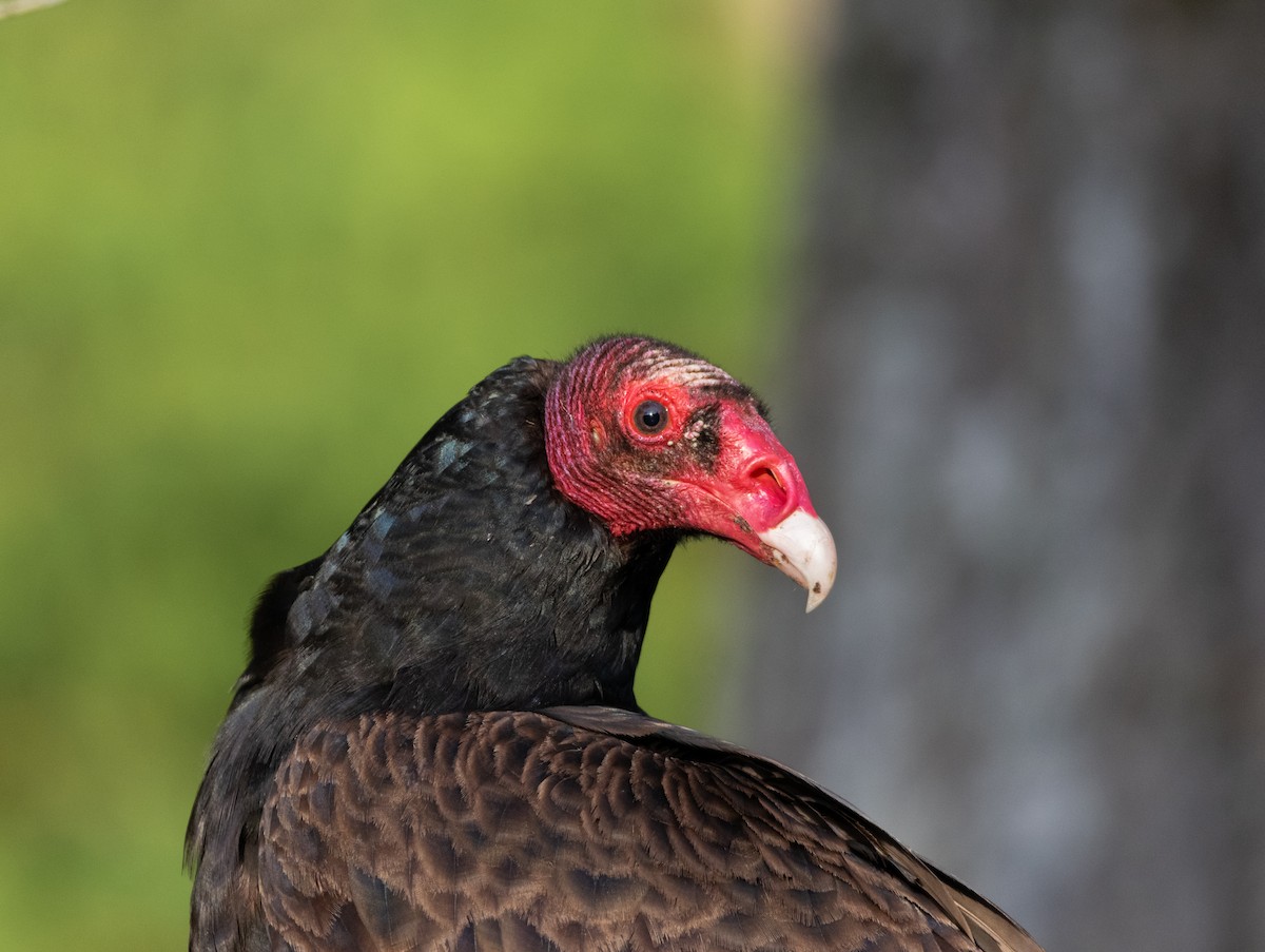 Turkey Vulture - ML619516666