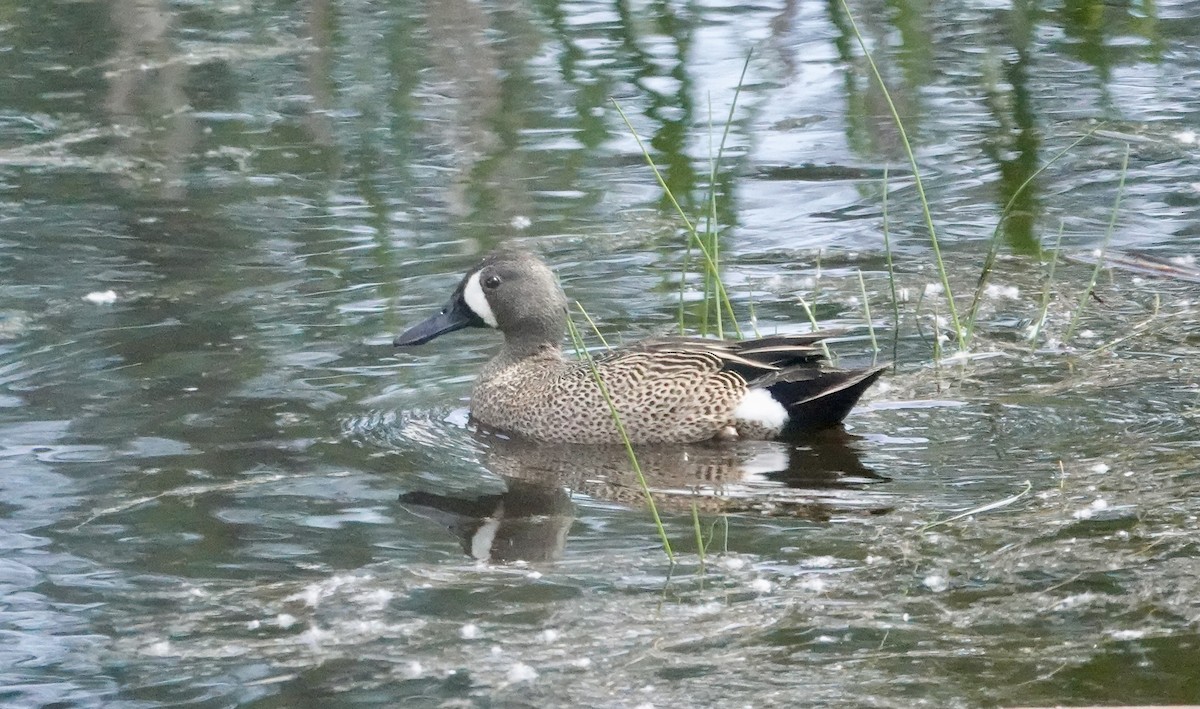 Blue-winged Teal - ML619516667
