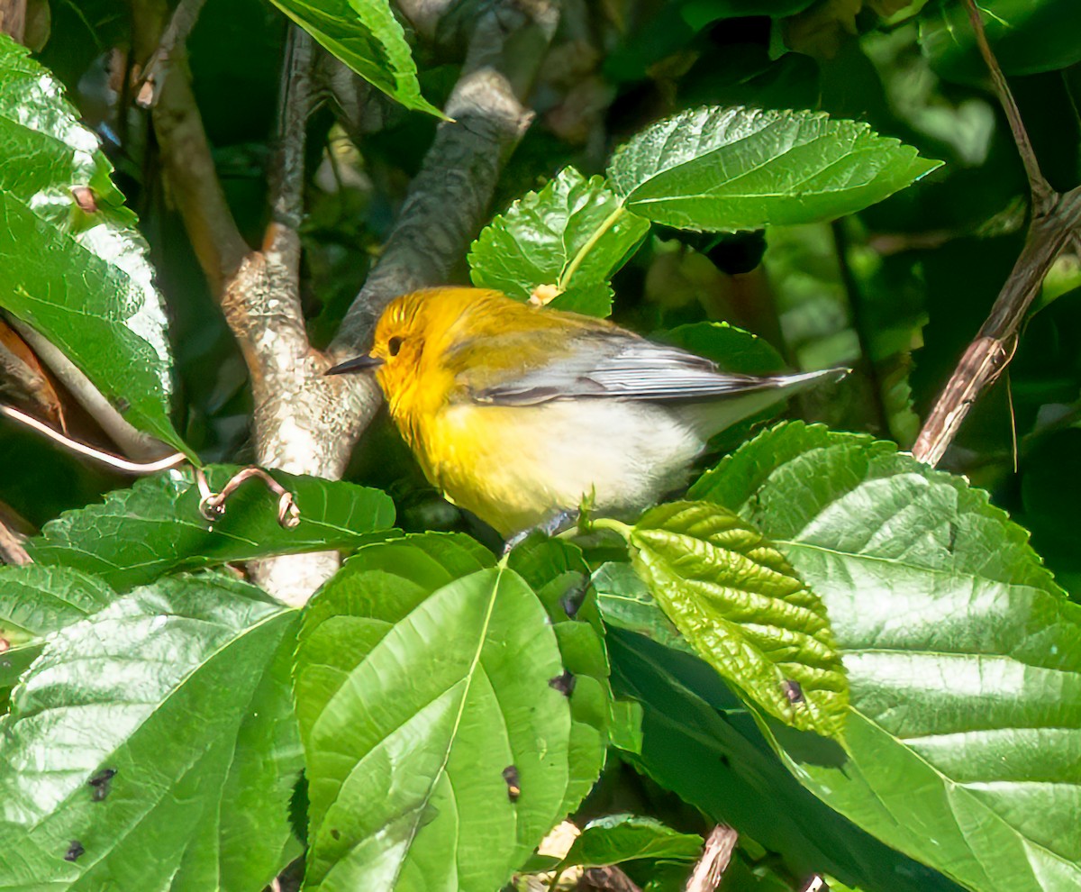 Prothonotary Warbler - ML619516680