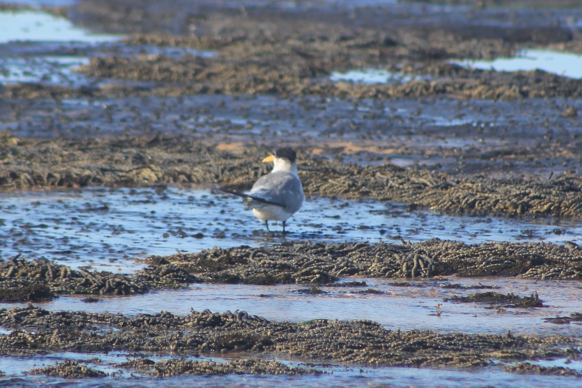 Great Crested Tern - ML619516734